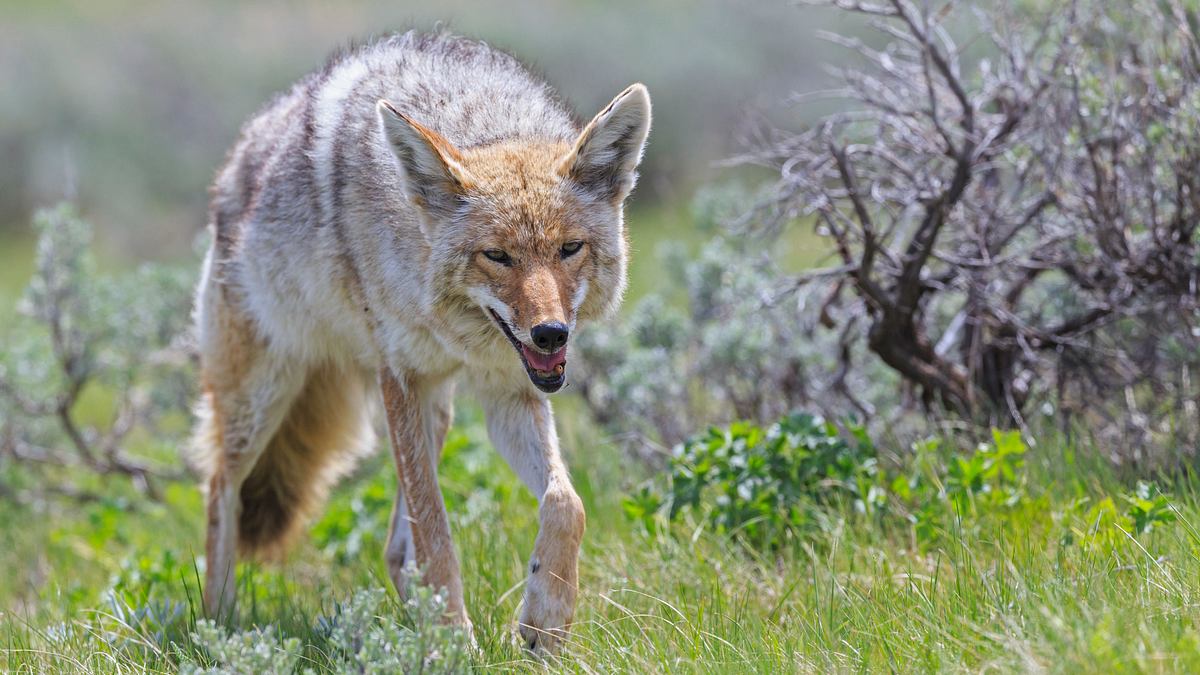 wenn tiere angreifen