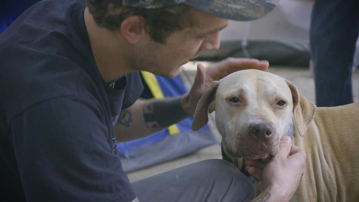 pitbulls auf bewährung
