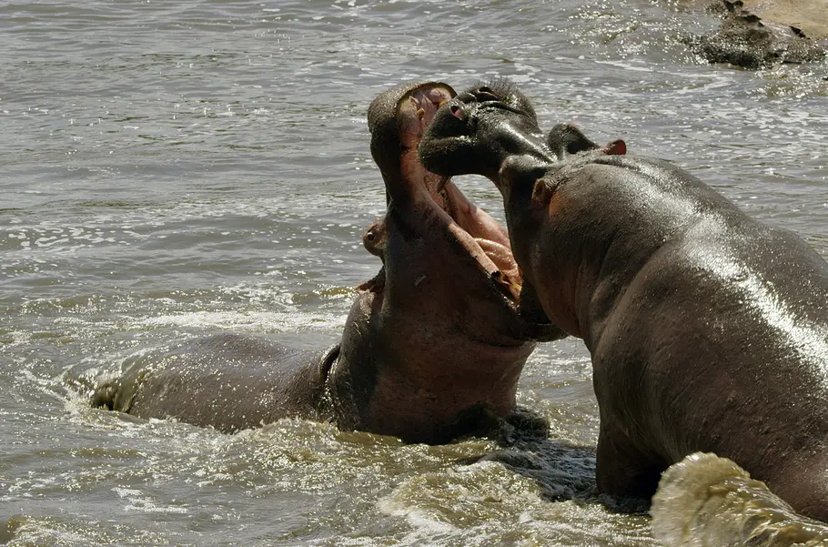 Serengeti - Wilde Geschichten aus der Savanne serengeti - wilde geschichten aus der savanne