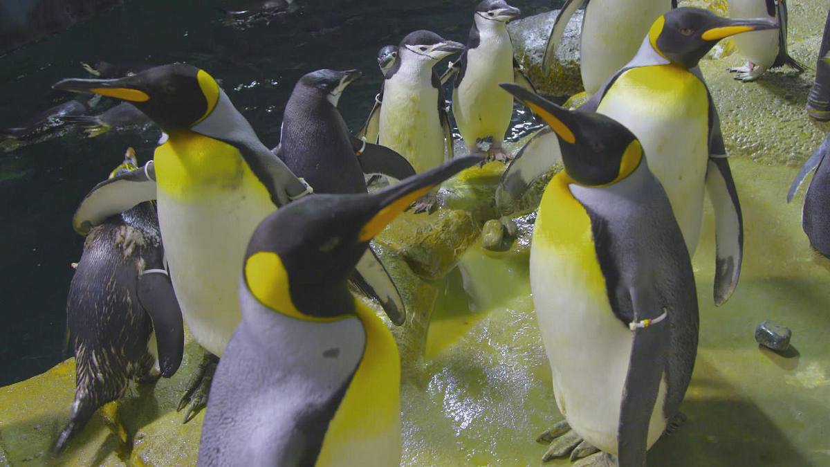 bronx zoo - tierpark der superlative