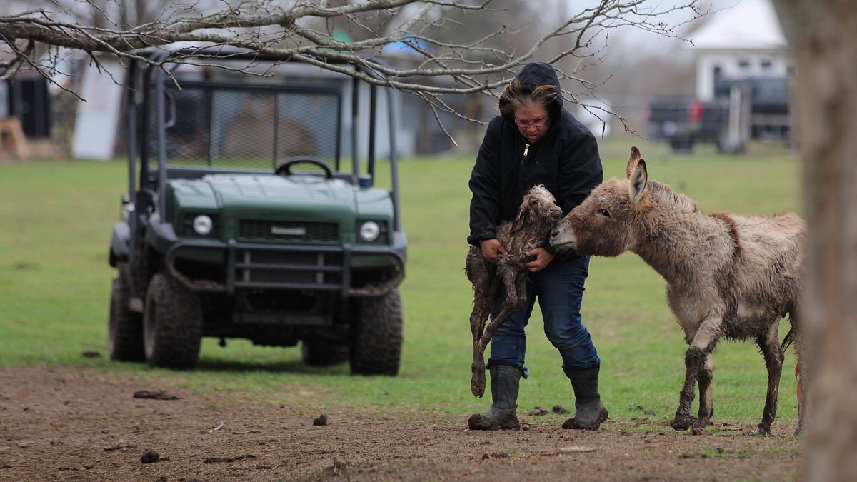 home rescue - wohnen in der wildnis