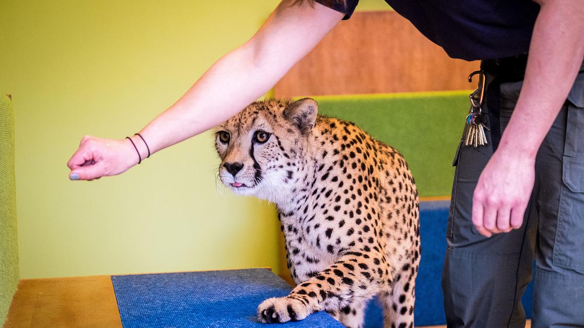 bronx zoo - tierpark der superlative