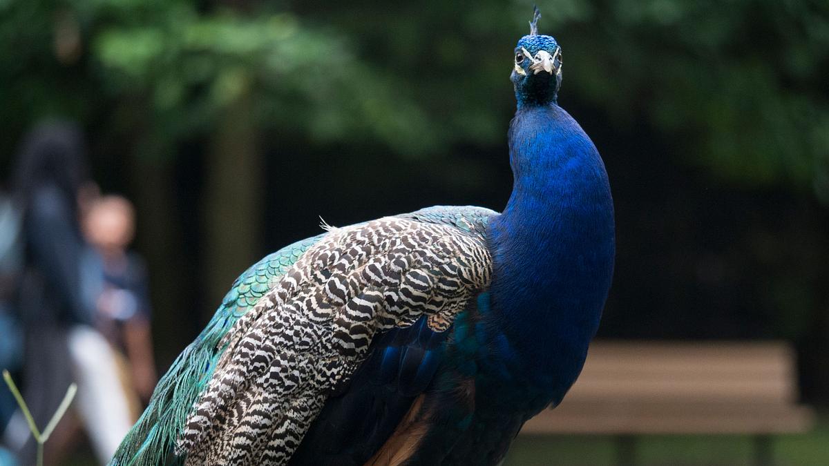 bronx zoo - tierpark der superlative