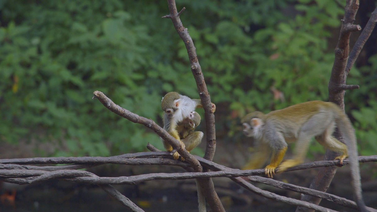 bronx zoo - tierpark der superlative