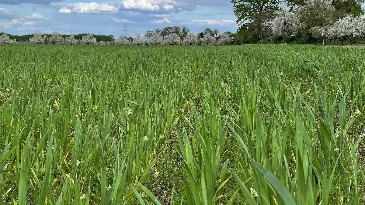 Der Bio-Boom - 100 Jahre ökologische Landwirtschaft der bio-boom - 100 jahre ökologische landwirtschaft