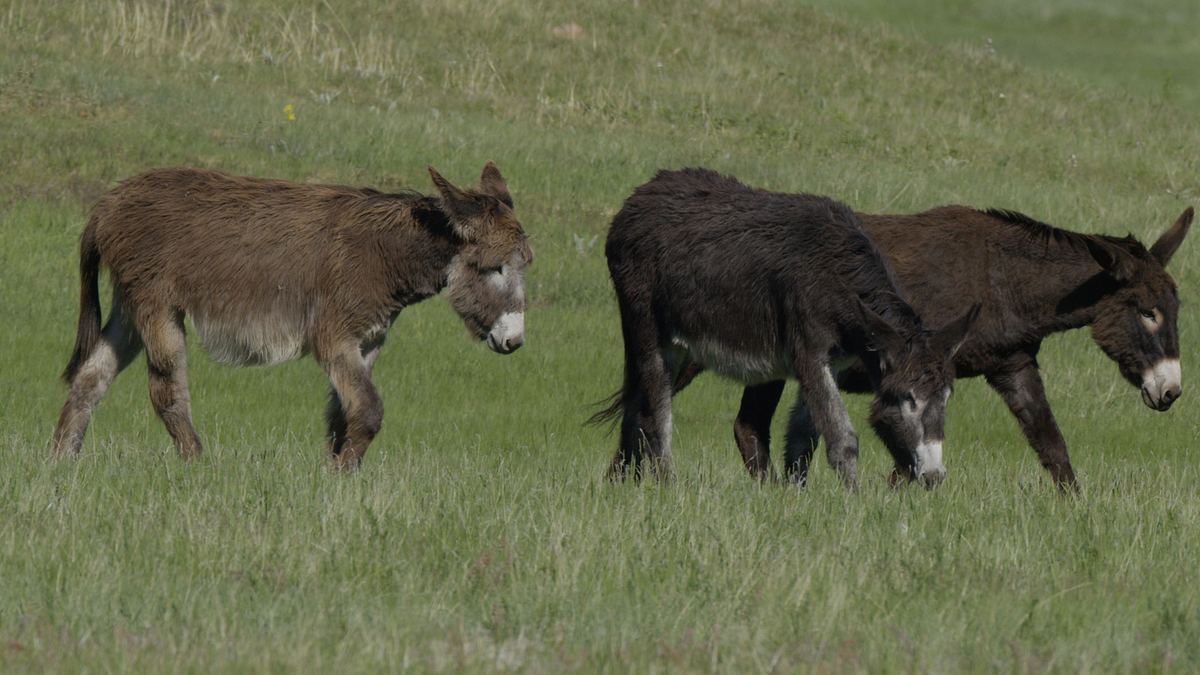 wildes amerika: im herzen der usa