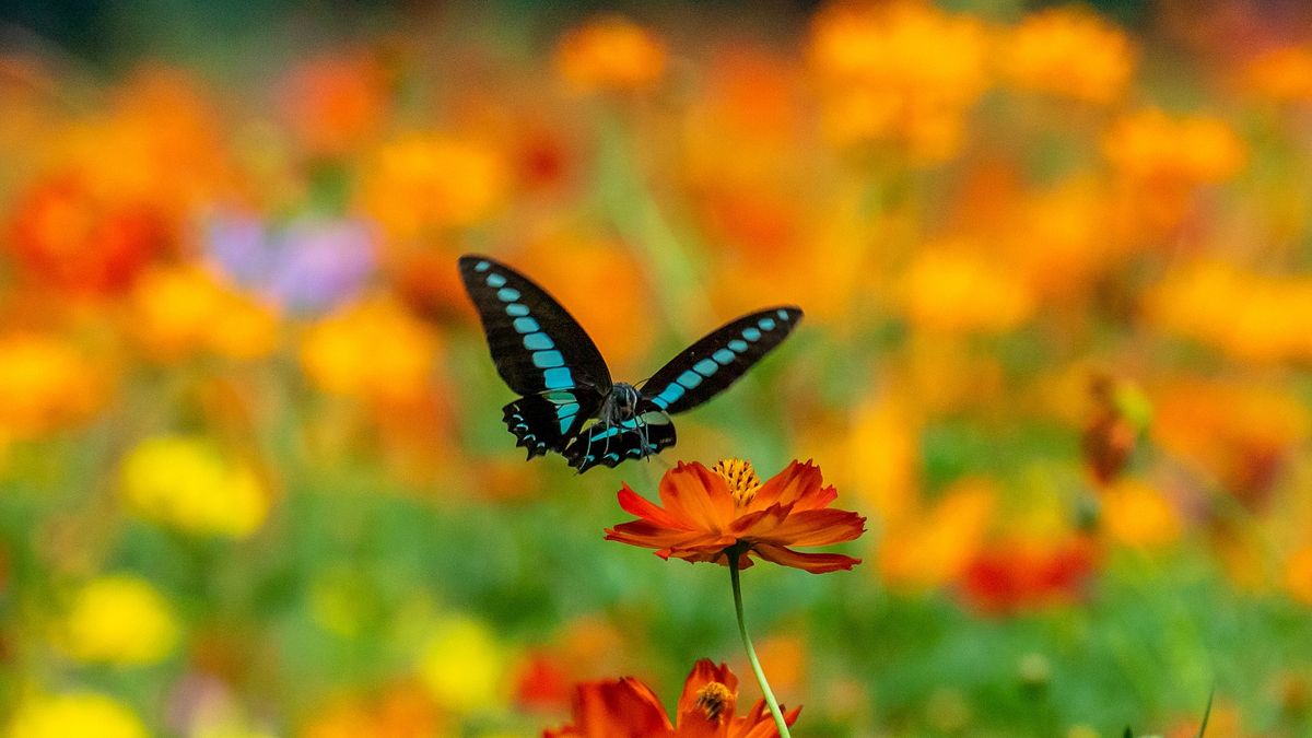 das leben in farbe mit david attenborough