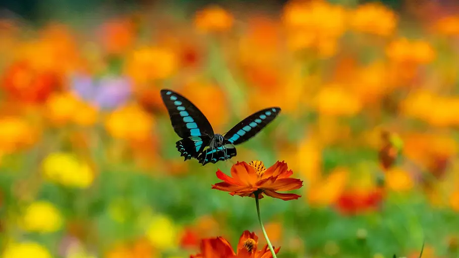 Das Leben in Farbe mit David Attenborough das leben in farbe mit david attenborough