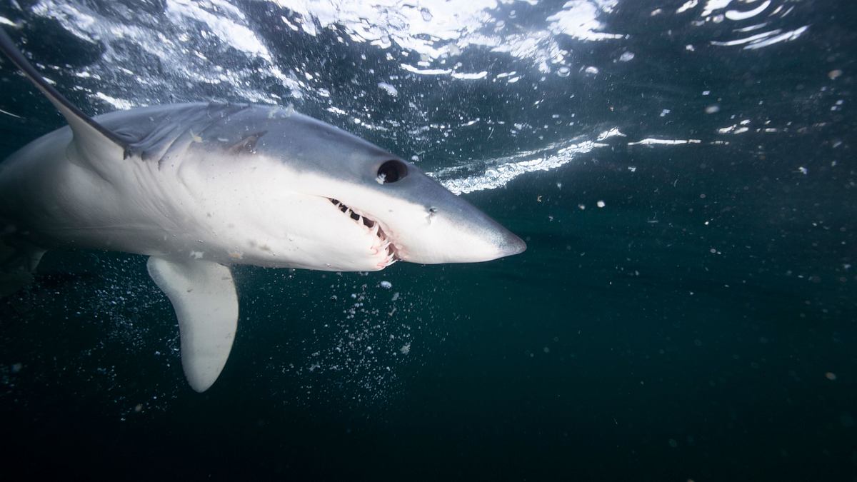 shark vortex - konferenz der haie 2