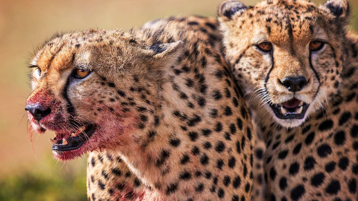 big cat tales - afrikas raubkatzen