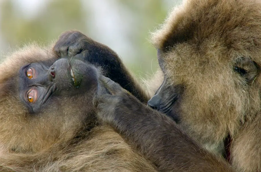 Die Sprache der Tiere die sprache der tiere