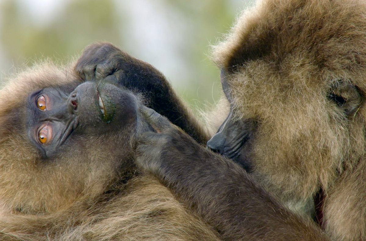 Die Sprache der Tiere die sprache der tiere