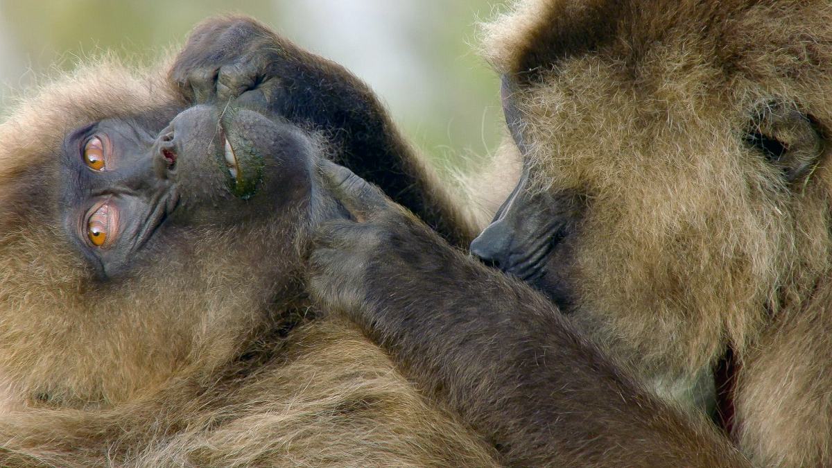 die sprache der tiere