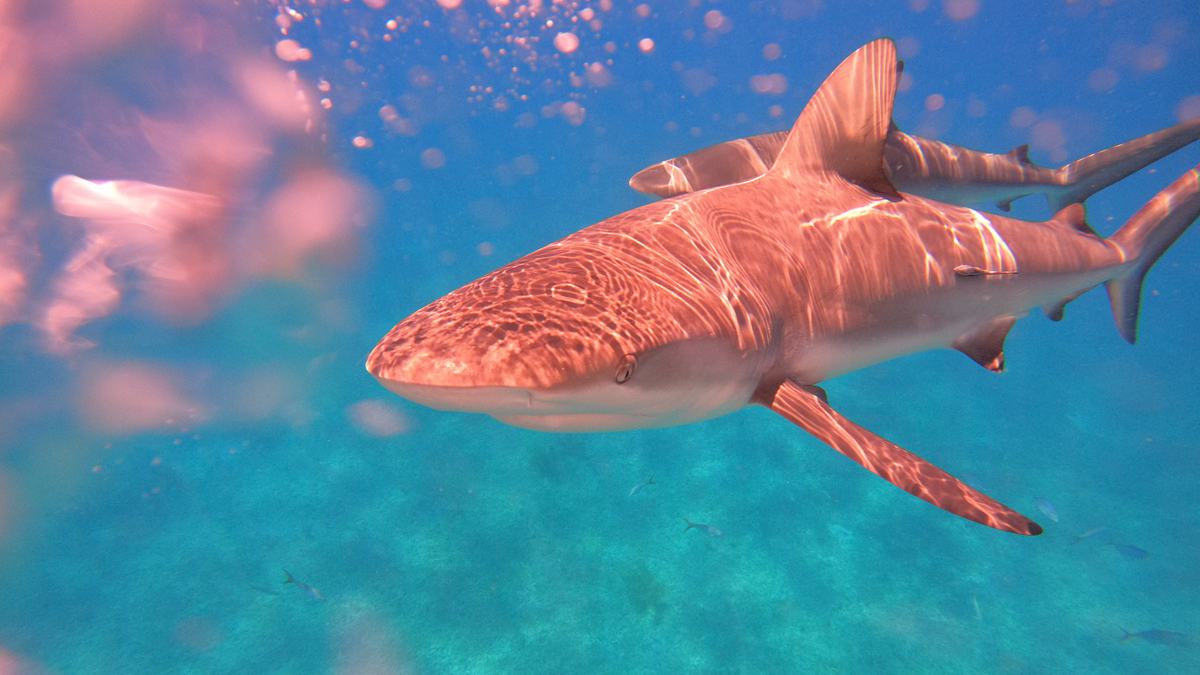 stranger sharks