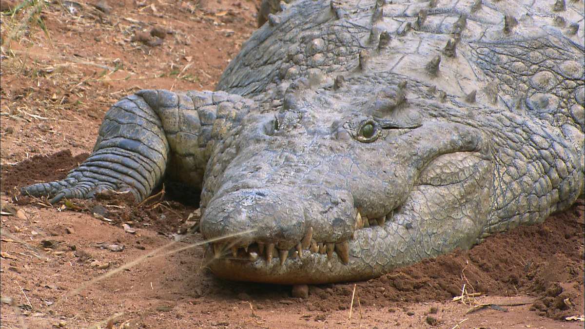 afrikas tödlichste jäger