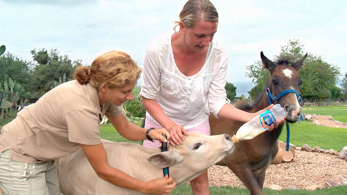 das waisenhaus für wilde tiere - abenteuer afrika