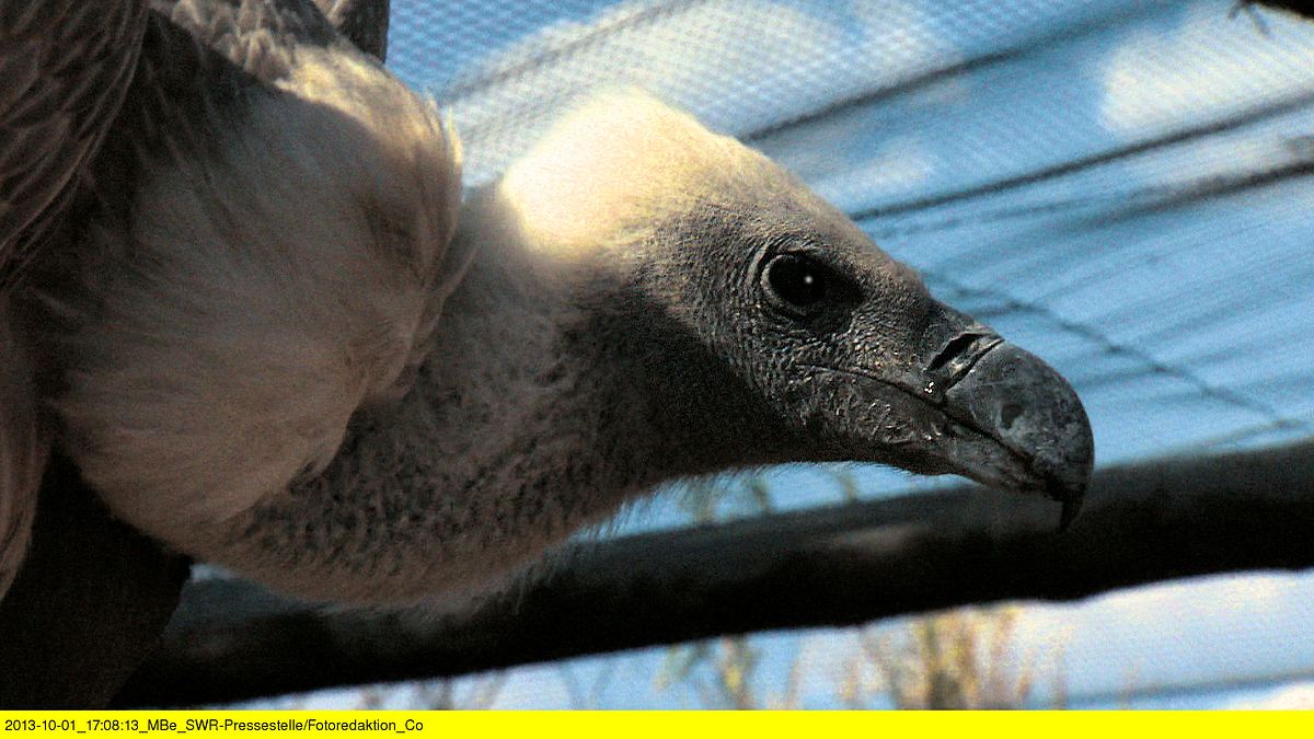 das waisenhaus für wilde tiere - abenteuer afrika