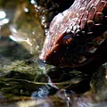 Universum Thumbnail