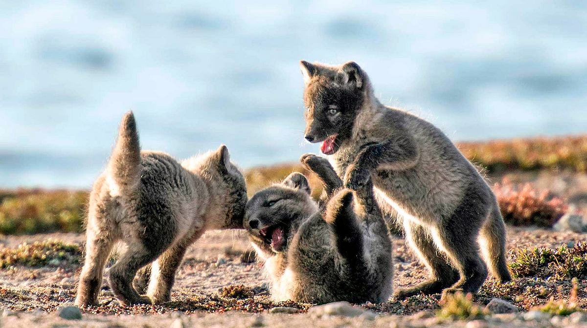 Ein Jahr in Kanadas Wildnis ein jahr in kanadas wildnis
