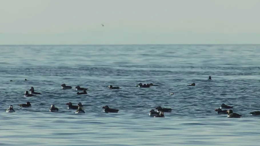 islands papageitaucher - geliebt und gefährdet