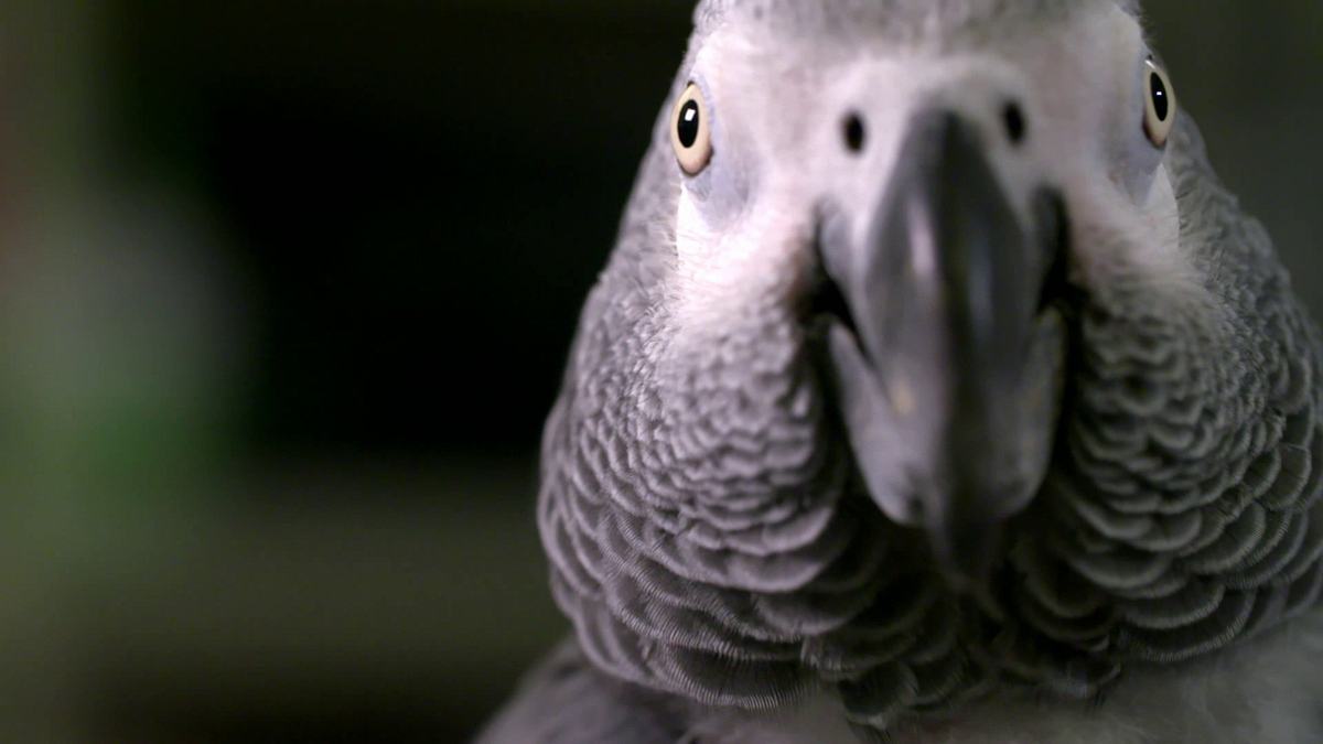 die superkräfte der tiere