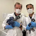 hundkatzemaus Thumbnail