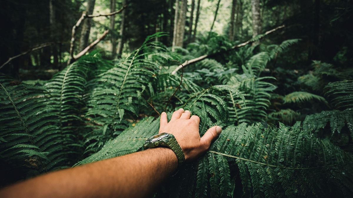 naked survival - ausgezogen in die wildnis