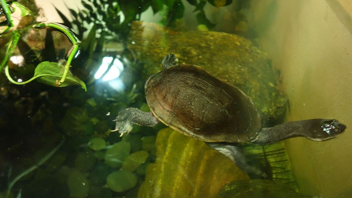 bronx zoo - tierpark der superlative