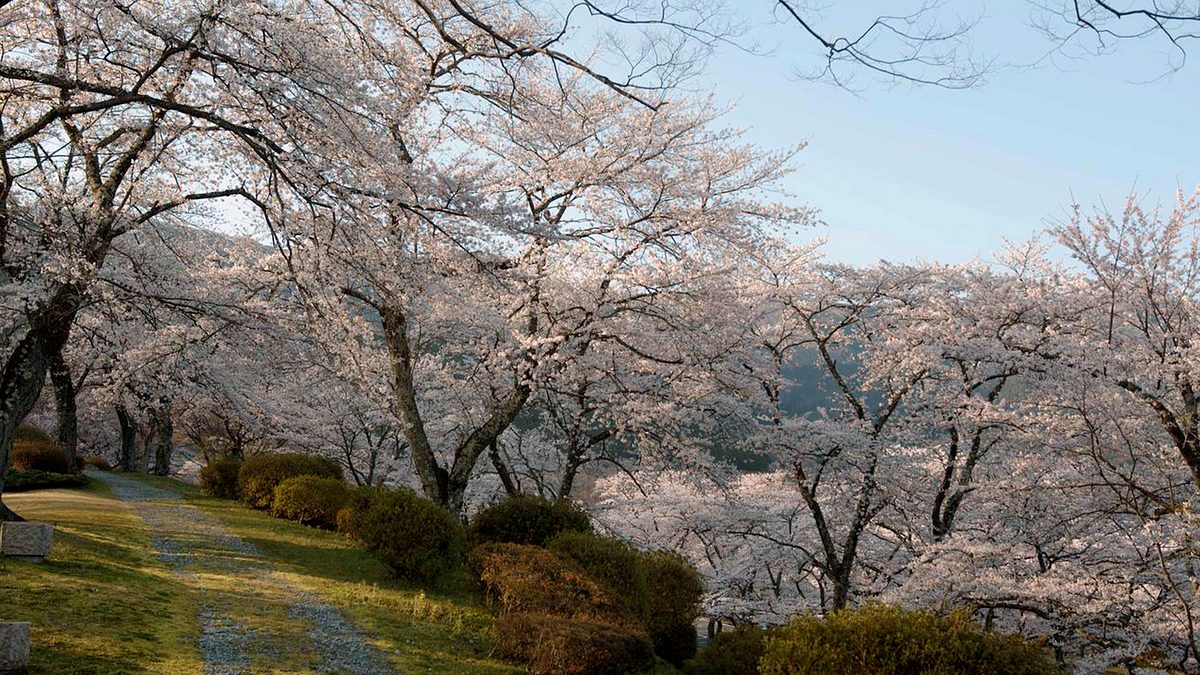 japan im licht der jahreszeiten