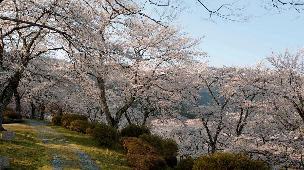 Japan im Licht der Jahreszeiten japan im licht der jahreszeiten