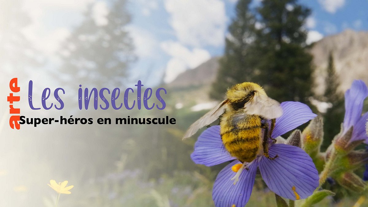 insekten - die heimlichen herrscher