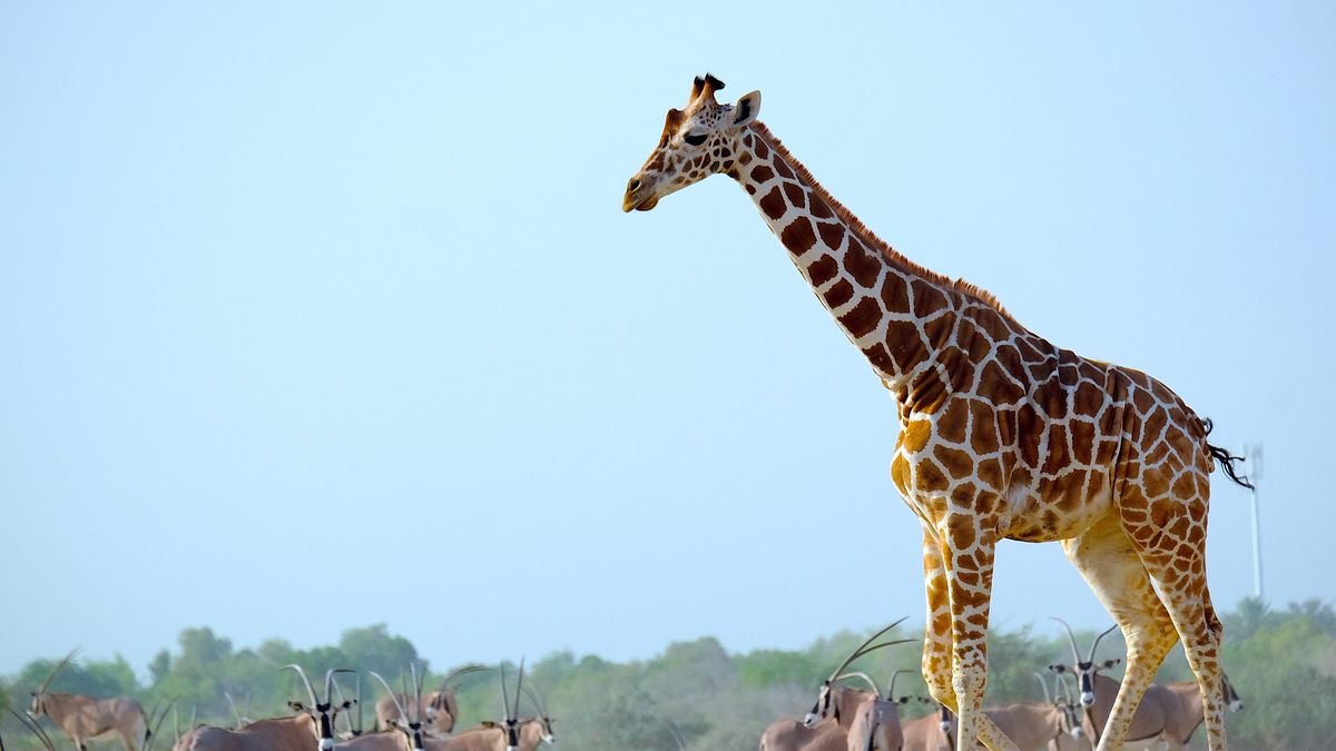 insel der weißen antilope - abu dhabis naturoase