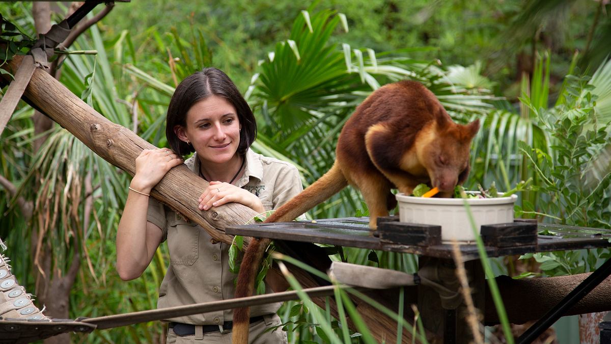 die superkräfte der tiere