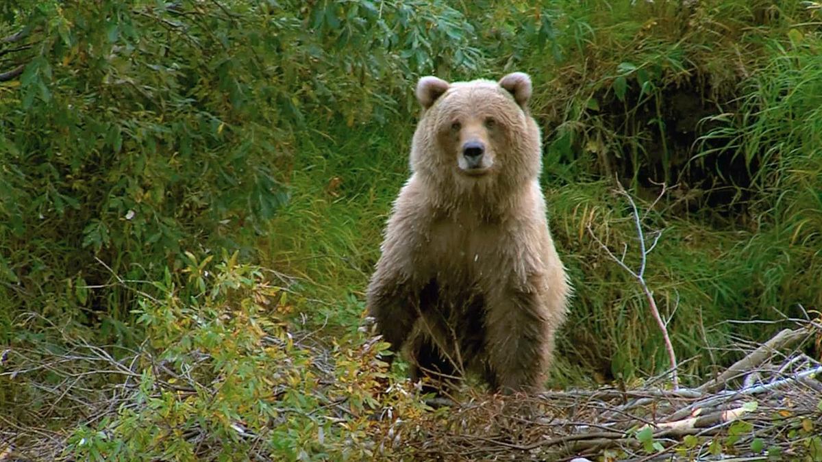 alaska extrem