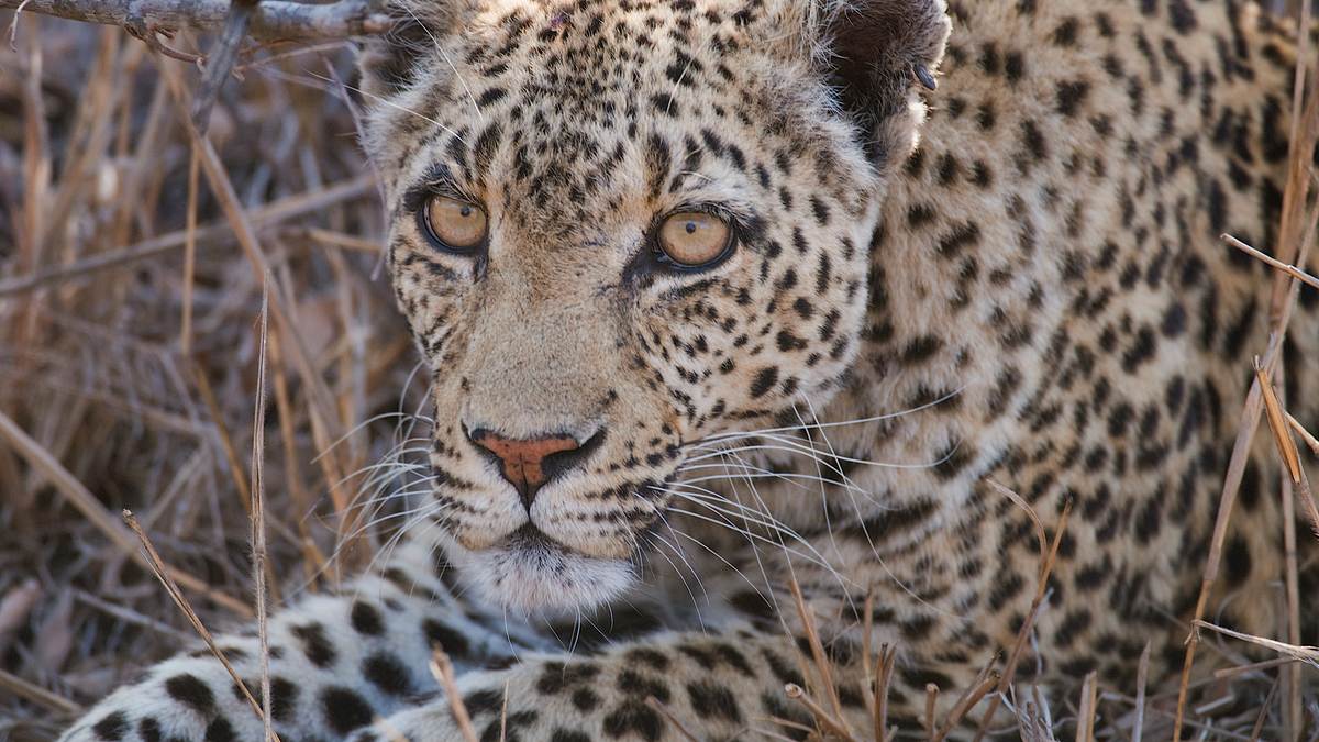 unglaubliche jagdtaktiken wilder katzen