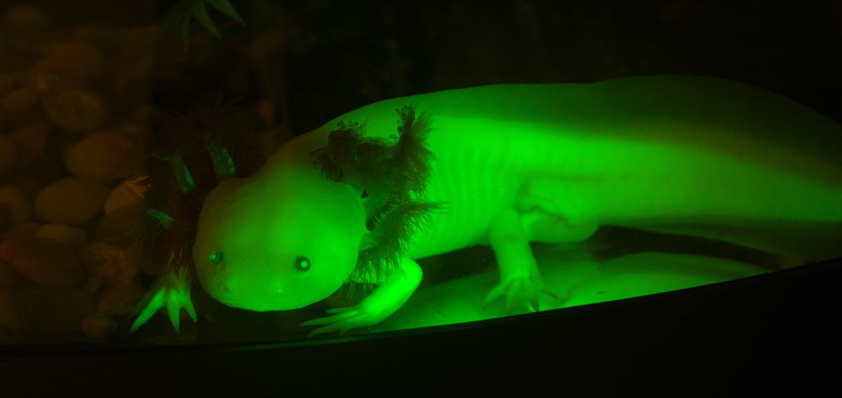 Tierische Freaks tierische freaks
