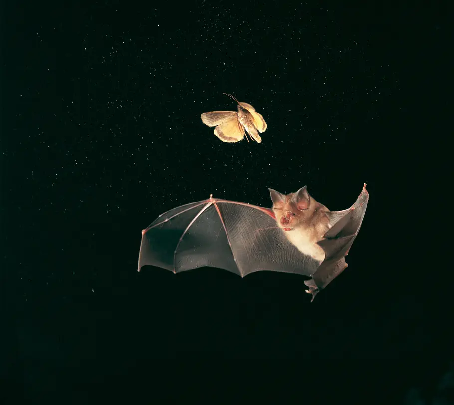 Welt der Tiere welt der tiere