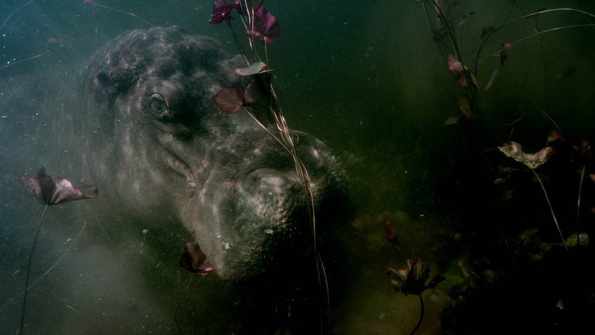 Die Flut - Okavango unter Wasser die flut - okavango unter wasser