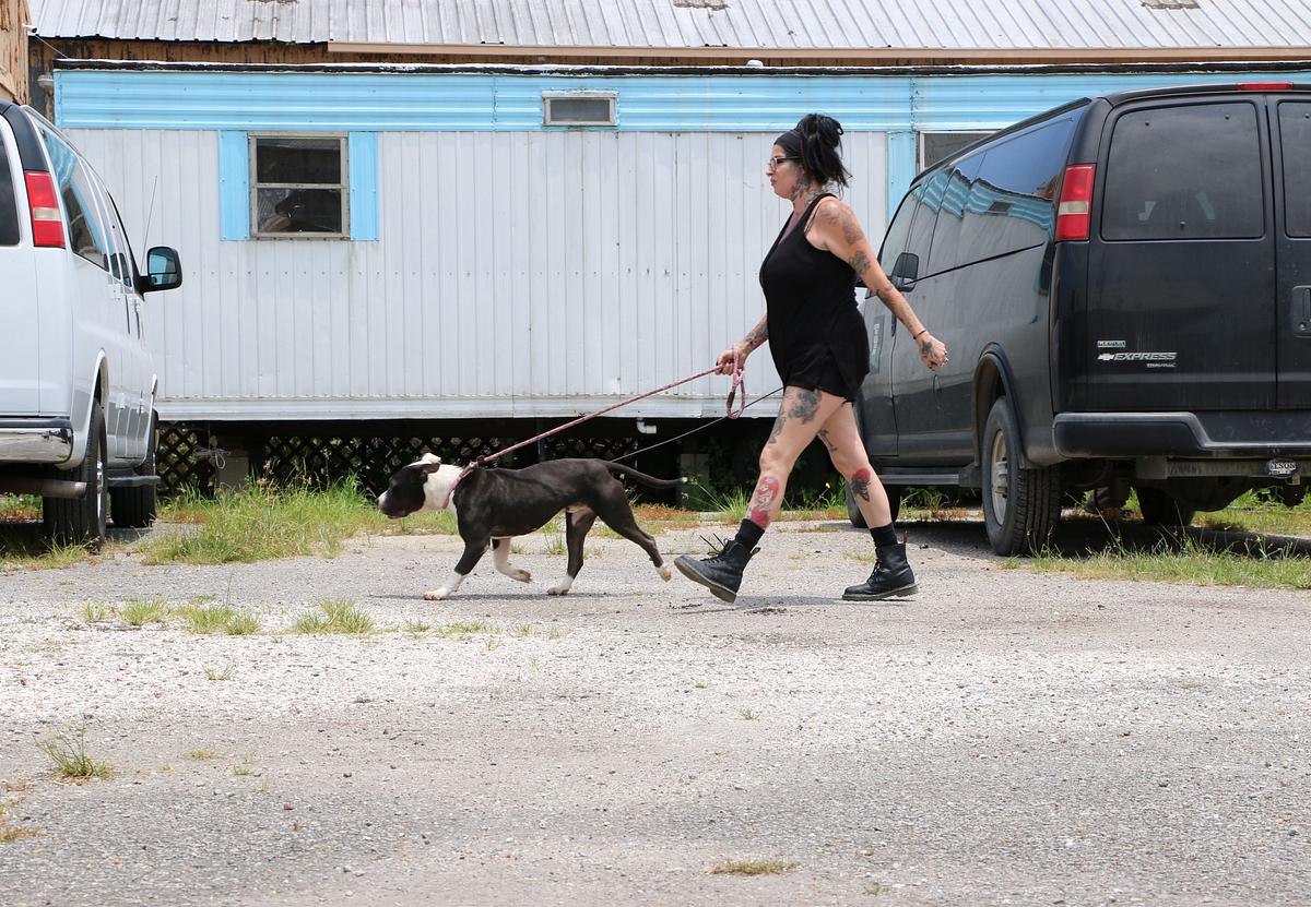 Pitbulls auf Bewährung pitbulls auf bewährung