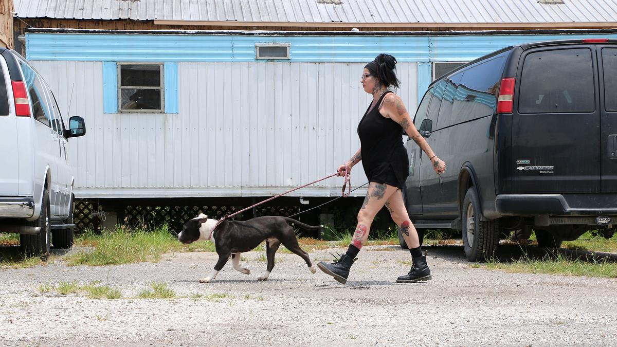 pitbulls auf bewährung