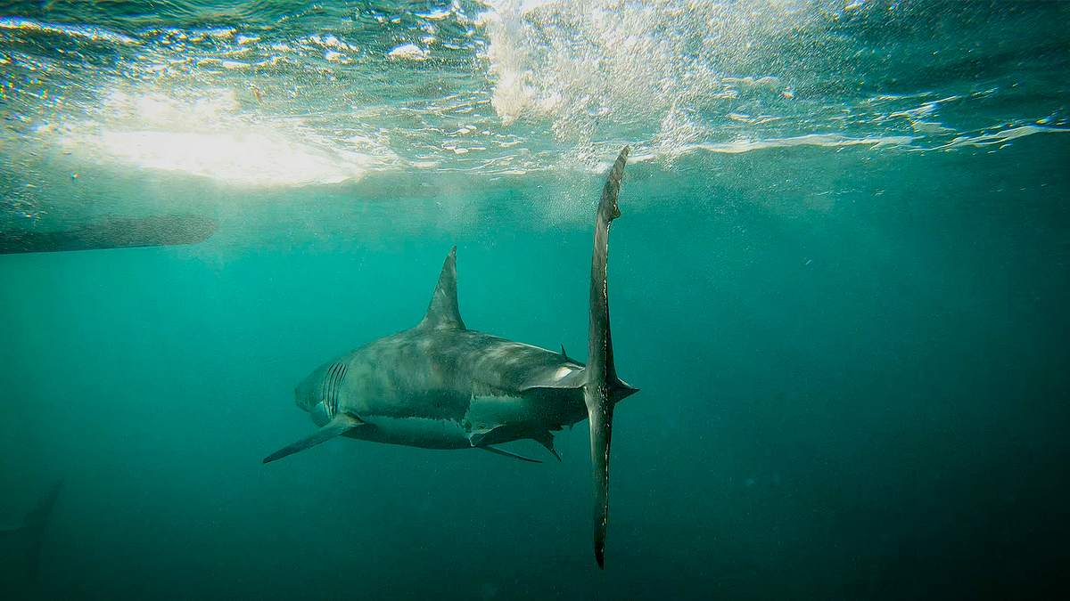shark week