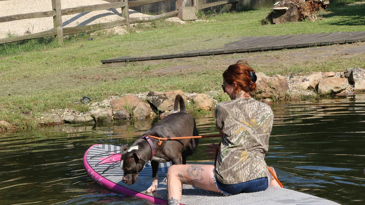 pitbulls auf bewährung
