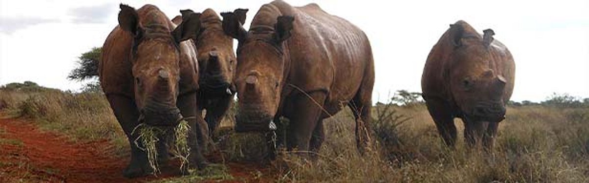 Das Waisenhaus für wilde Tiere - Abenteuer Afrika das waisenhaus für wilde tiere - abenteuer afrika