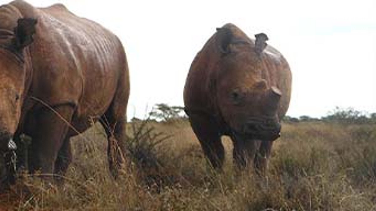 das waisenhaus für wilde tiere - abenteuer afrika