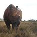 Das Waisenhaus für wilde Tiere - Abenteuer Afrika Thumbnail