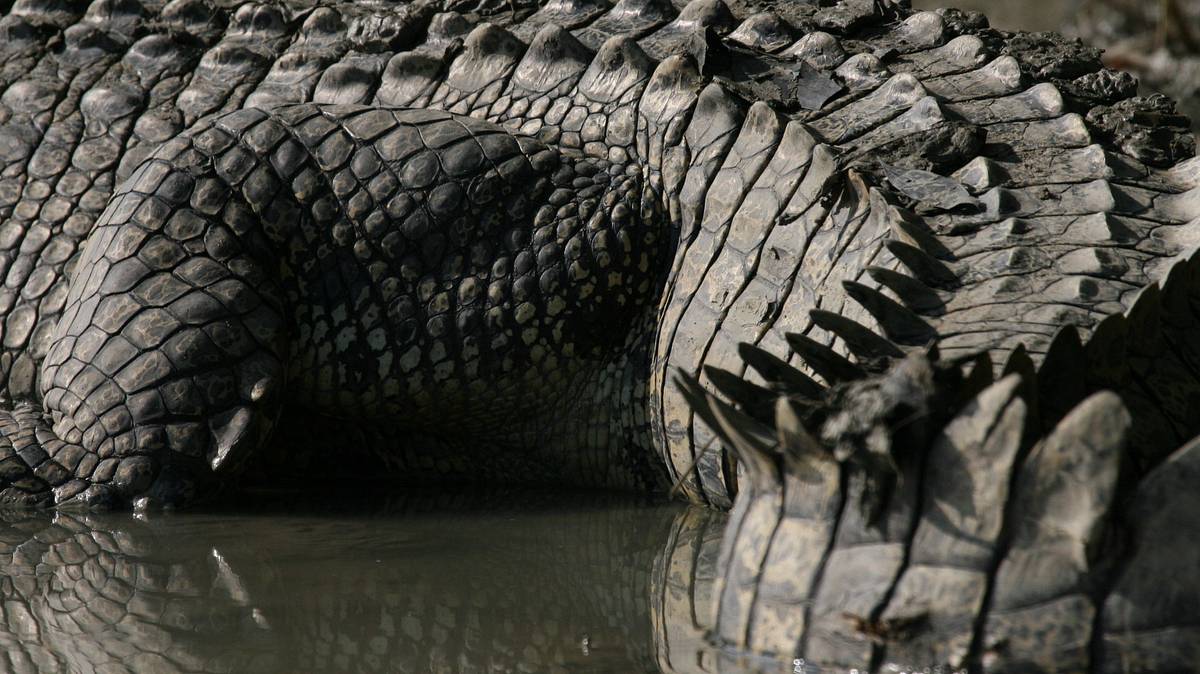 australiens riesen-krokodile