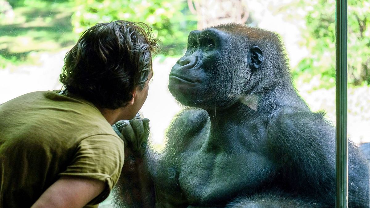 bronx zoo - tierpark der superlative