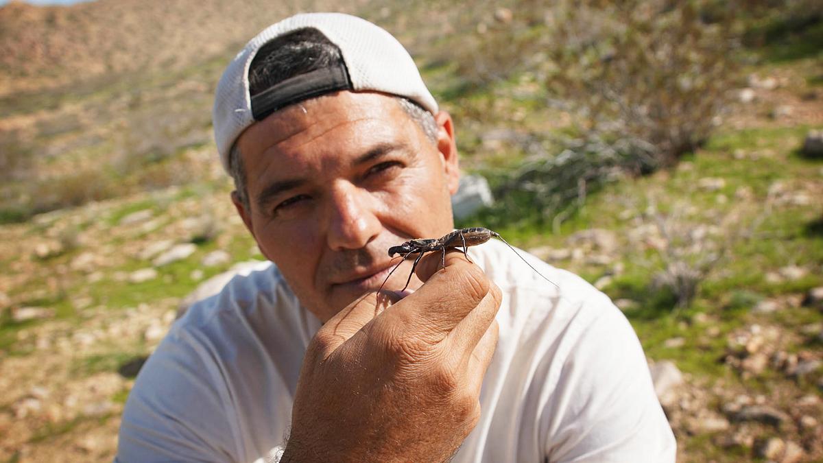 wild frank - abenteuer in kalifornien