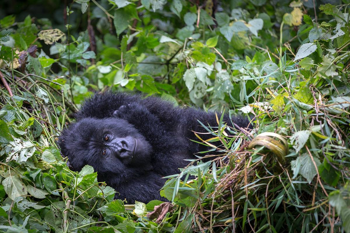 Endangered - Vom Aussterben bedroht endangered - vom aussterben bedroht