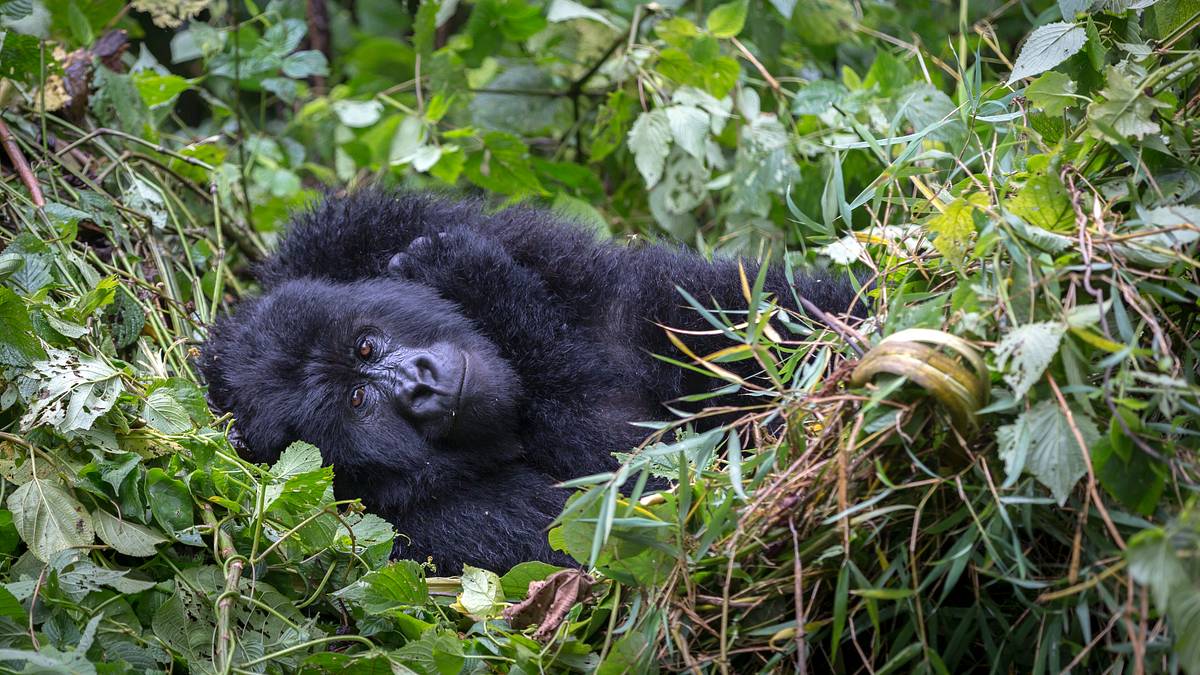 endangered - vom aussterben bedroht